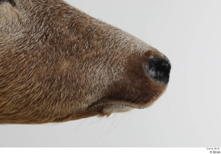 European roe deer mouth nose 0007.jpg